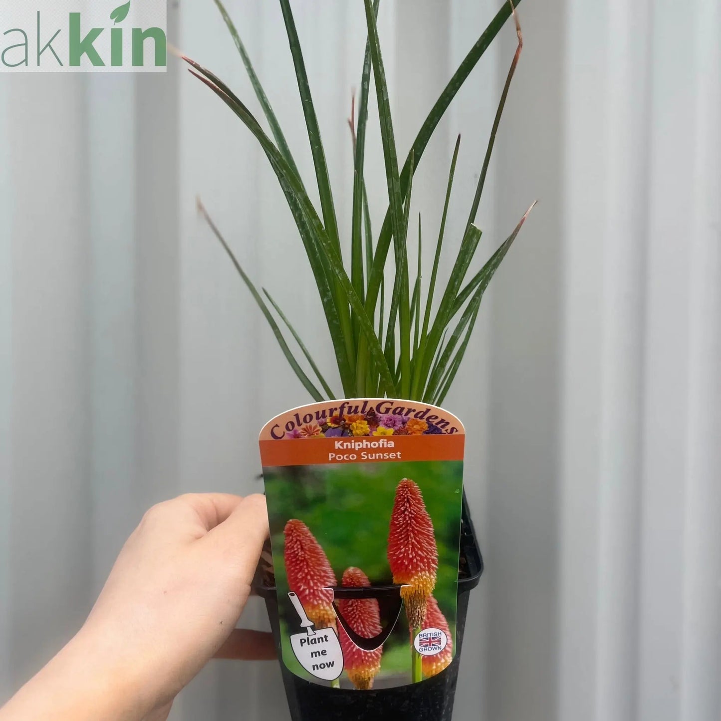 Kniphofia 'Paco Sunset' 9cm/3L One Click Plants