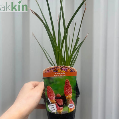 Kniphofia 'Paco Sunset' 9cm/3L One Click Plants