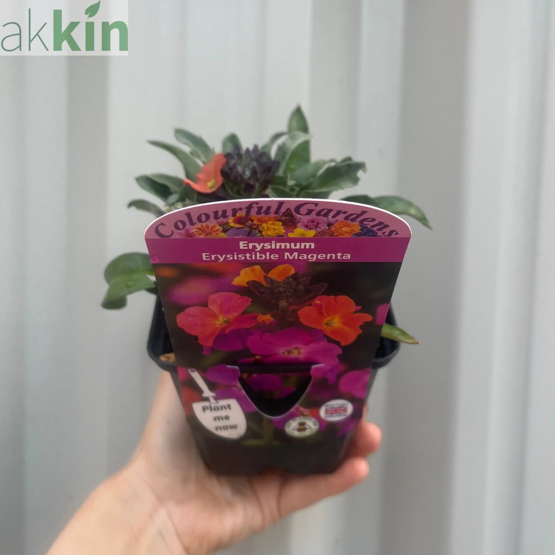 Erysimum 'Erysistible Magenta' 9cm One Click Plants