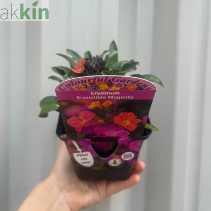 Erysimum 'Erysistible Magenta' 9cm One Click Plants