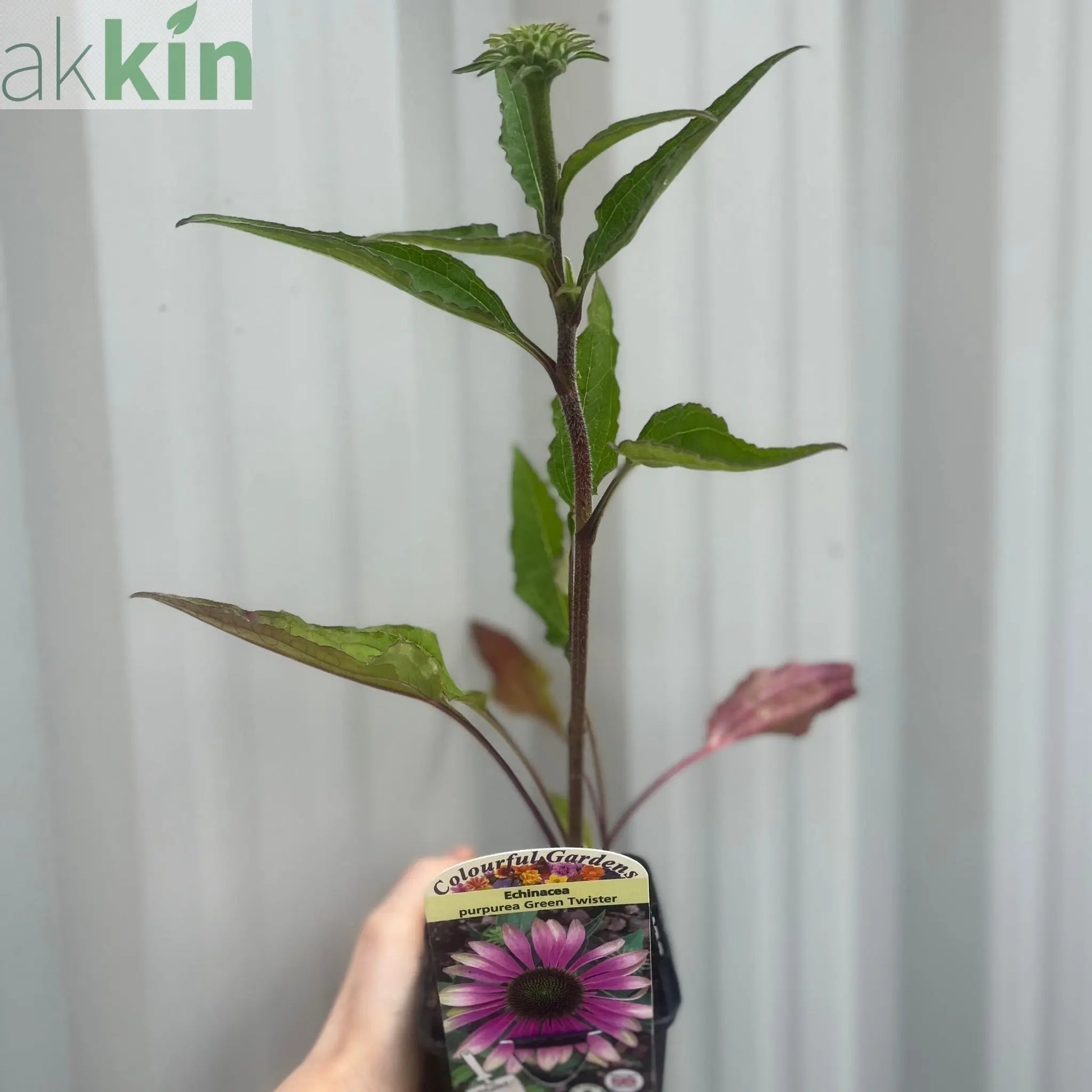 Echinacea purpurea 'Green Twister' 9cm One Click Plants