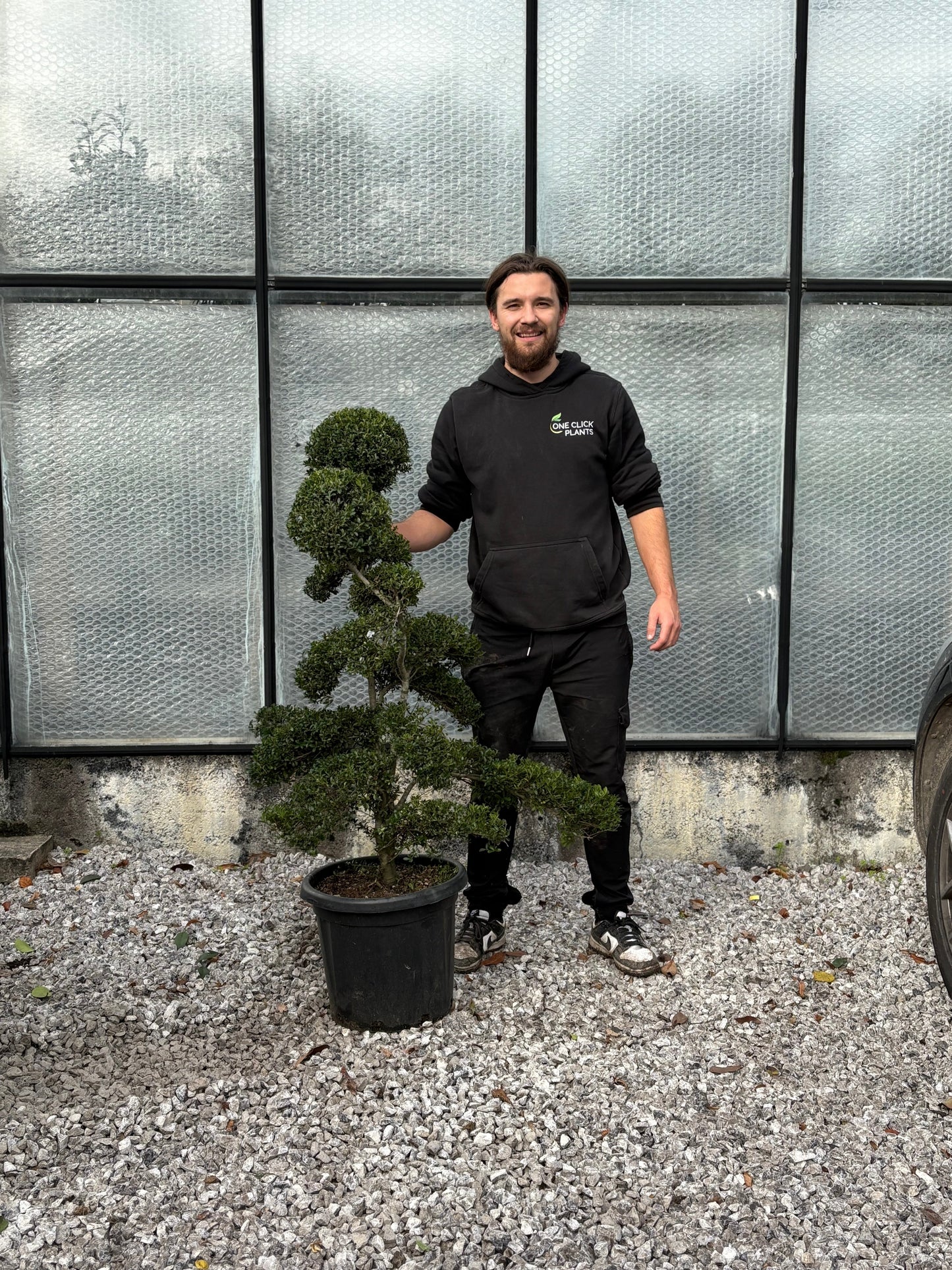 Ilex crenata bonsai One Click Plants