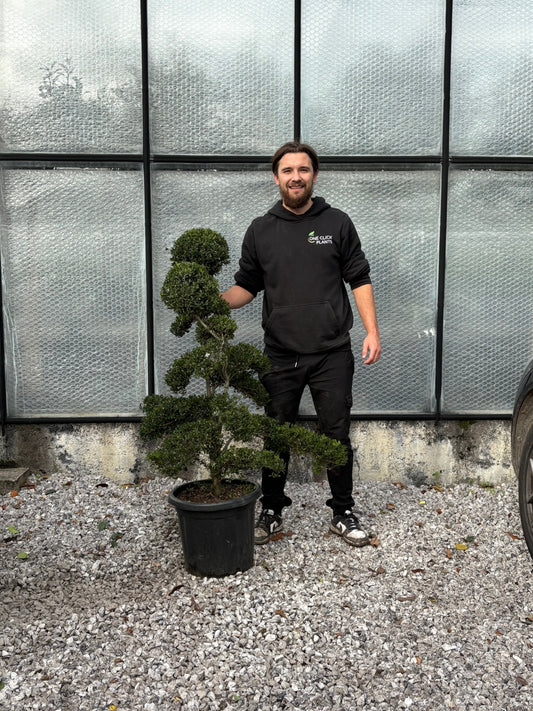 Ilex crenata bonsai One Click Plants