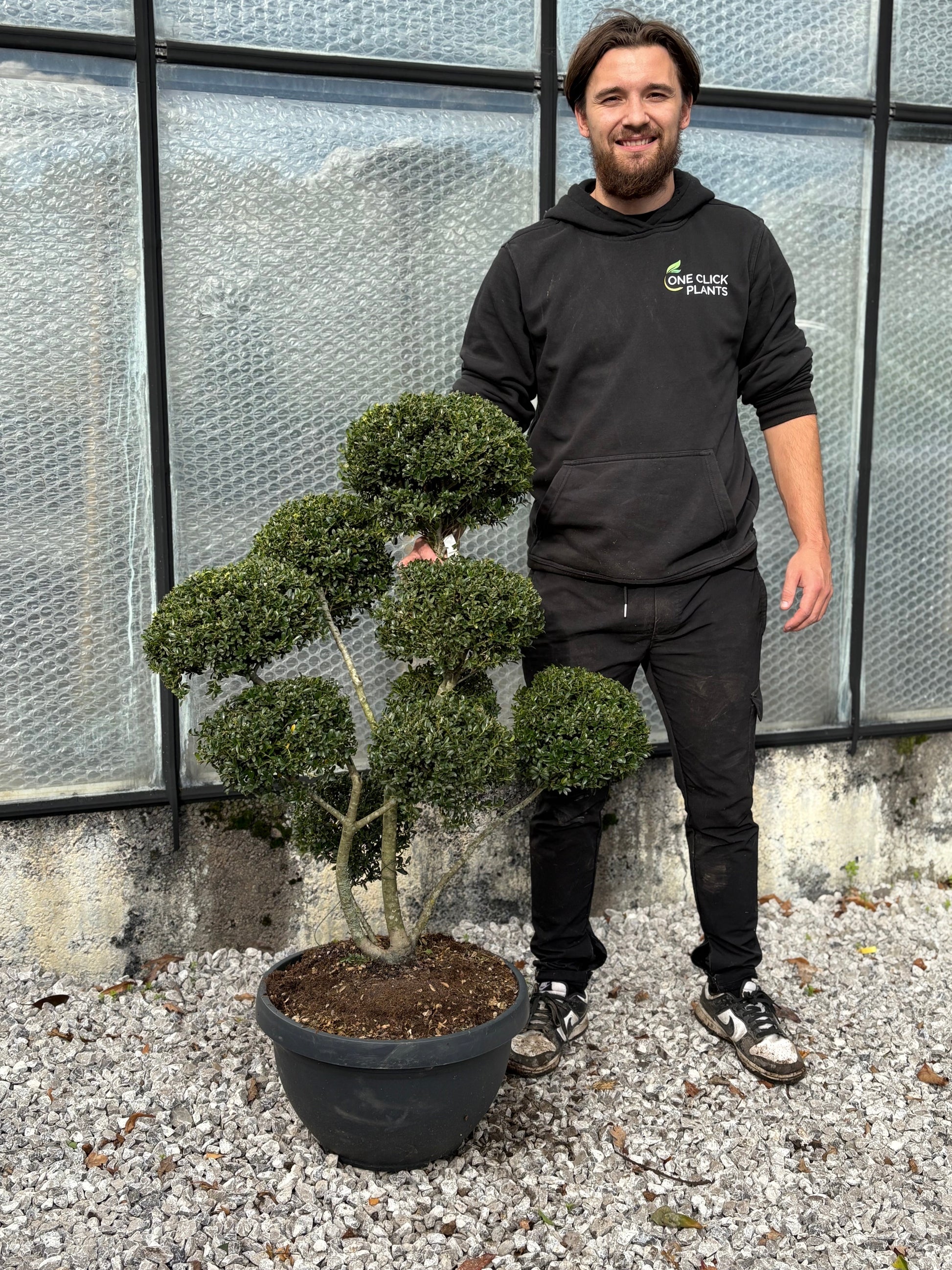 Ilex crenata bonsai One Click Plants