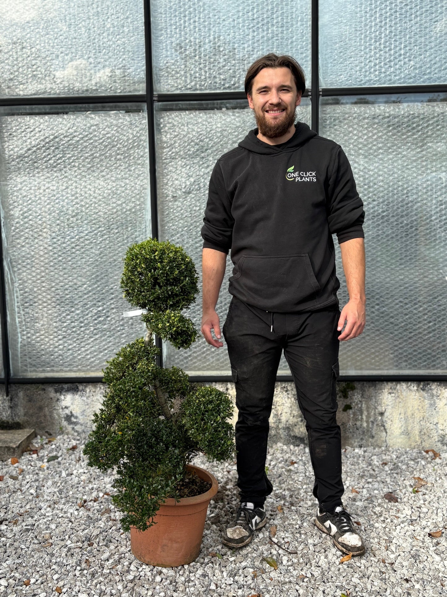 Ilex crenata bonsai One Click Plants