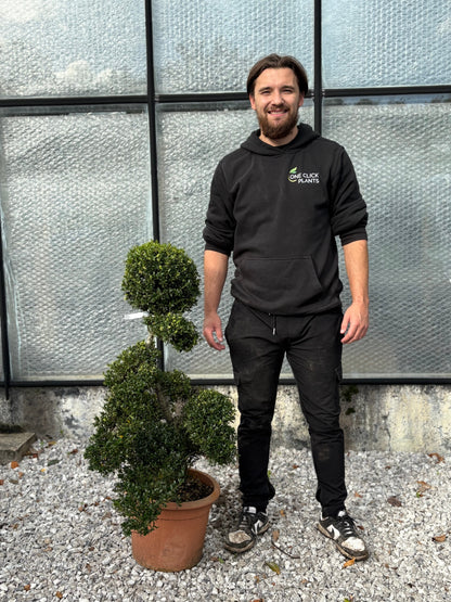 Ilex crenata bonsai One Click Plants