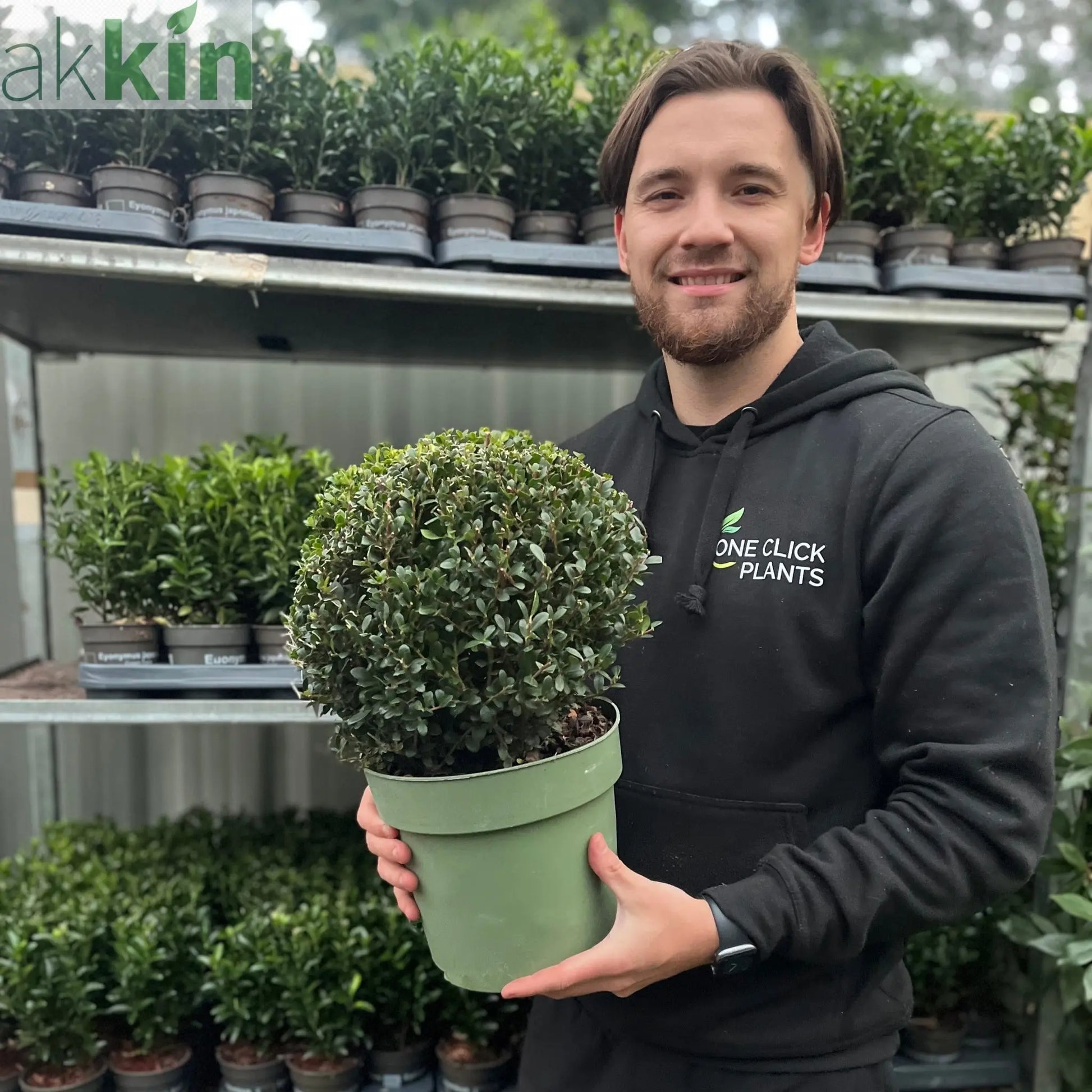 Ilex crenata 'Jenny' Ball 4L One Click Plants