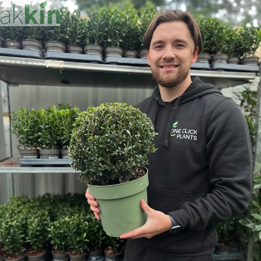 Ilex crenata 'Jenny' Ball 4L One Click Plants