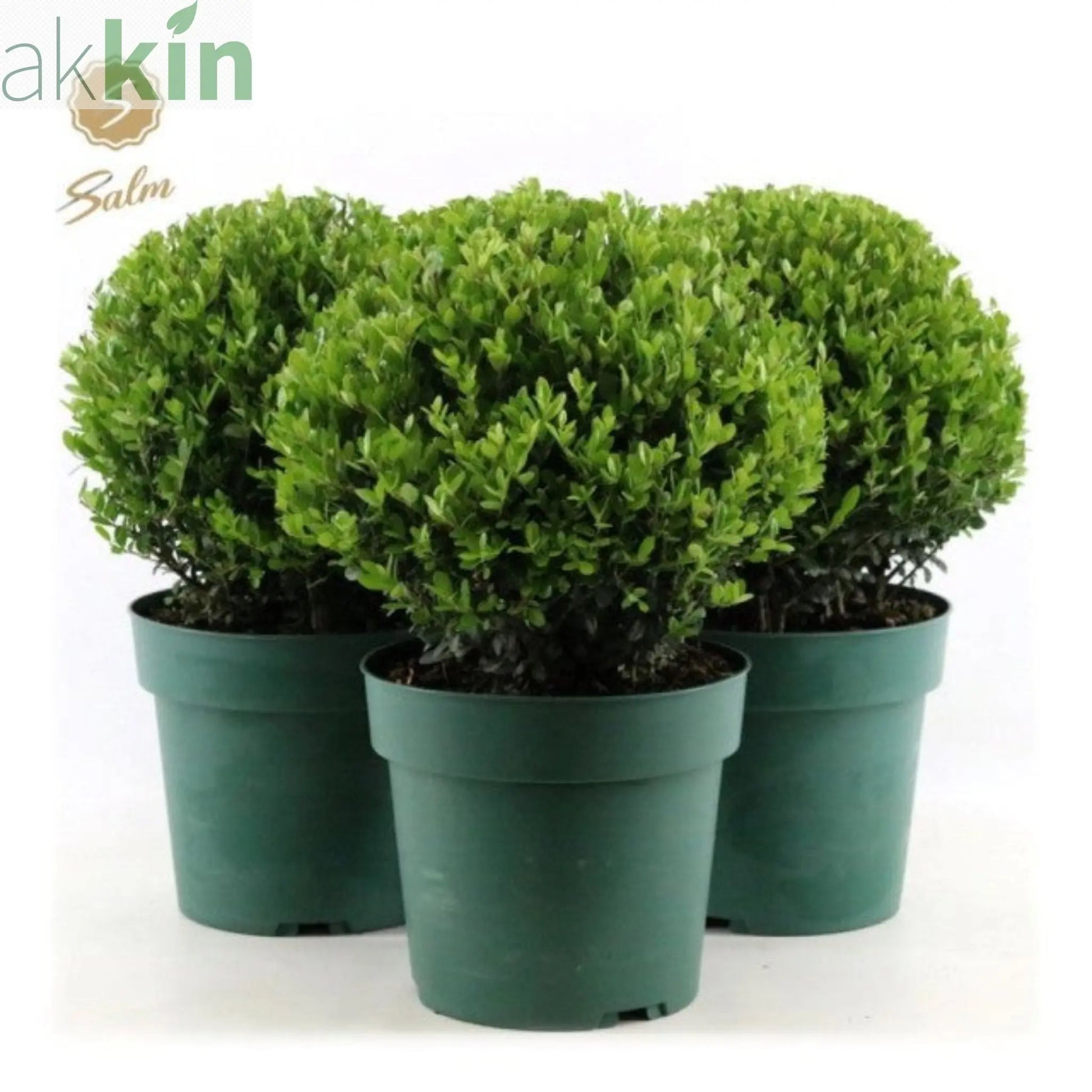 Ilex crenata 'Jenny' Ball 4L One Click Plants