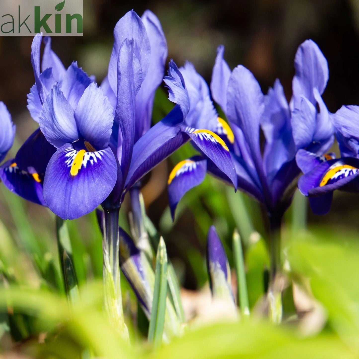 Dwarf Iris 'Reticulata Blue' (8 Bulbs) One Click Plants