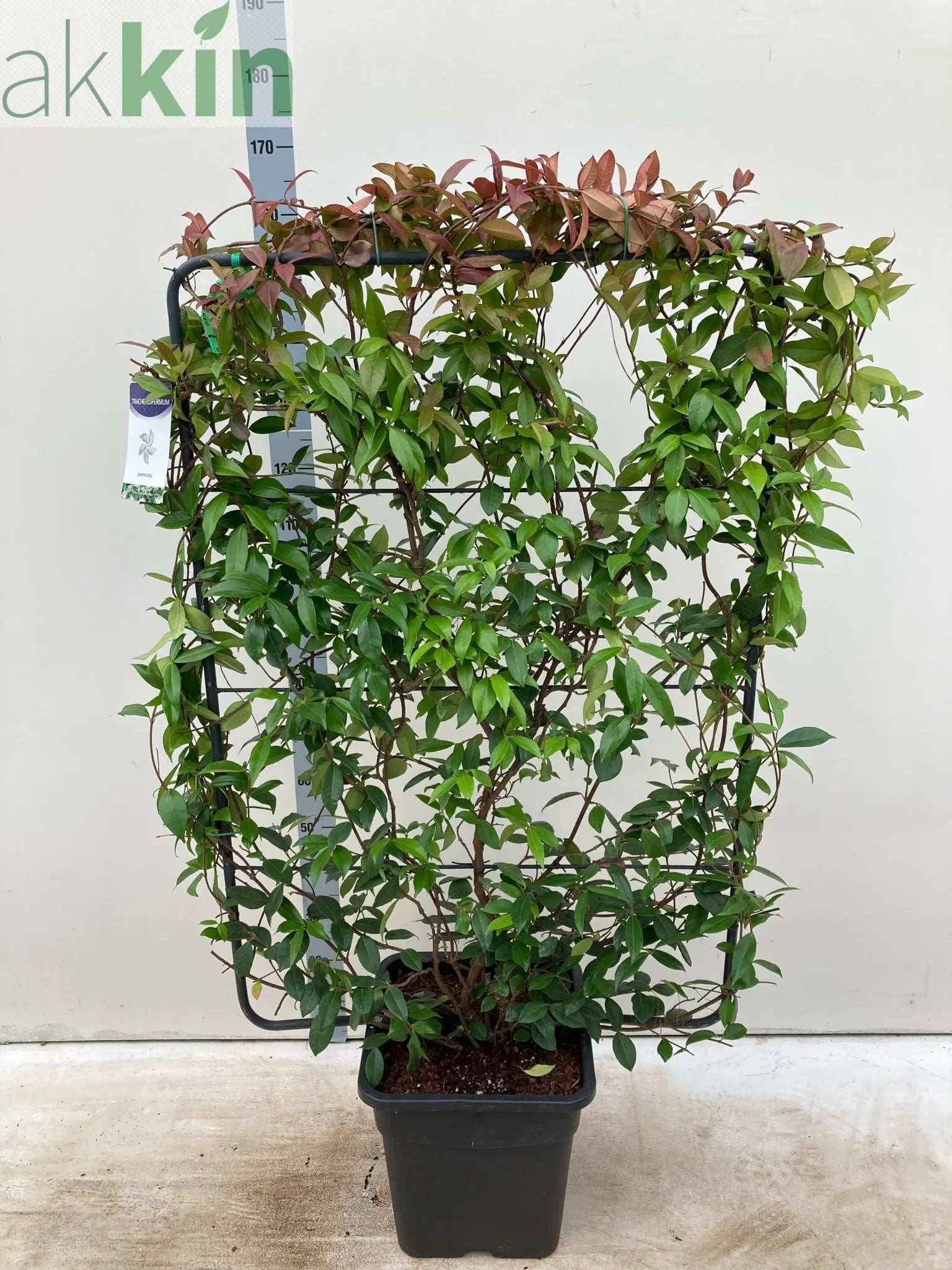 Evergreen Jasmine on Frame (Trachelospermum) 5ft - 160cm One Click Plants