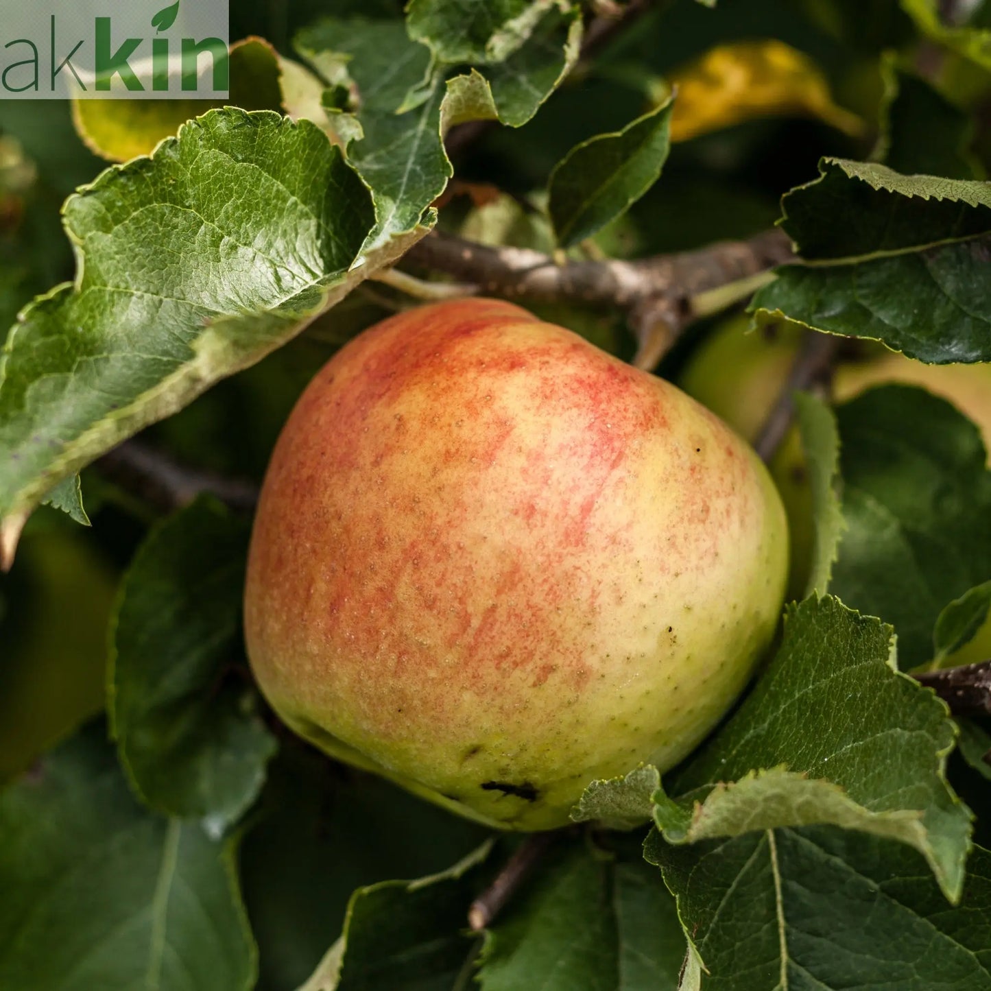 Dwarf/Patio Apple Tree -  Dometica 'Jonagold' (2 Sizes) One Click Plants