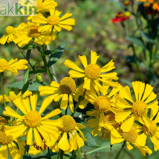 Helenium 'Kanaria' 1L One Click Plants