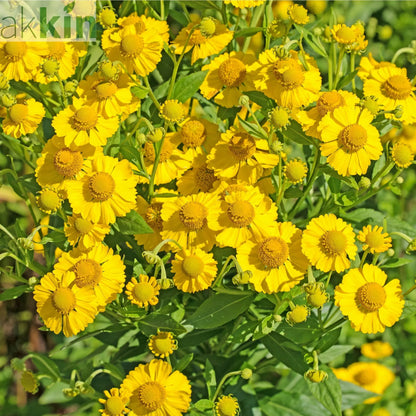 Helenium 'Kanaria' 1L One Click Plants
