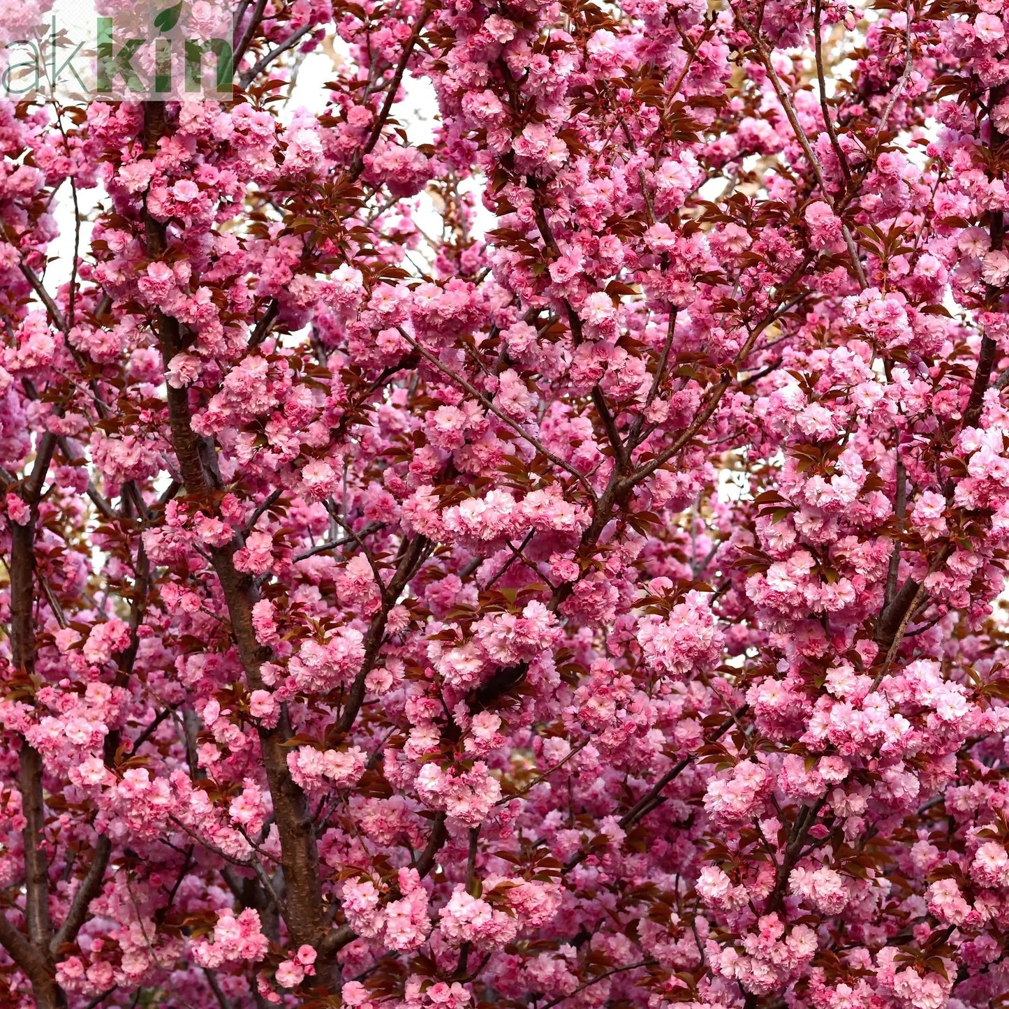 Ornamental Flowering Cherry Blossom Tree Dwarf - Prunus serrulata 'Kanzan' (2 Sizes Available) One Click Plants