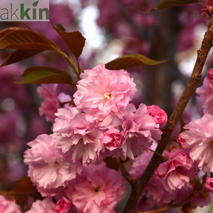 Ornamental Flowering Cherry Blossom Tree Dwarf - Prunus serrulata 'Kanzan' (2 Sizes Available) One Click Plants