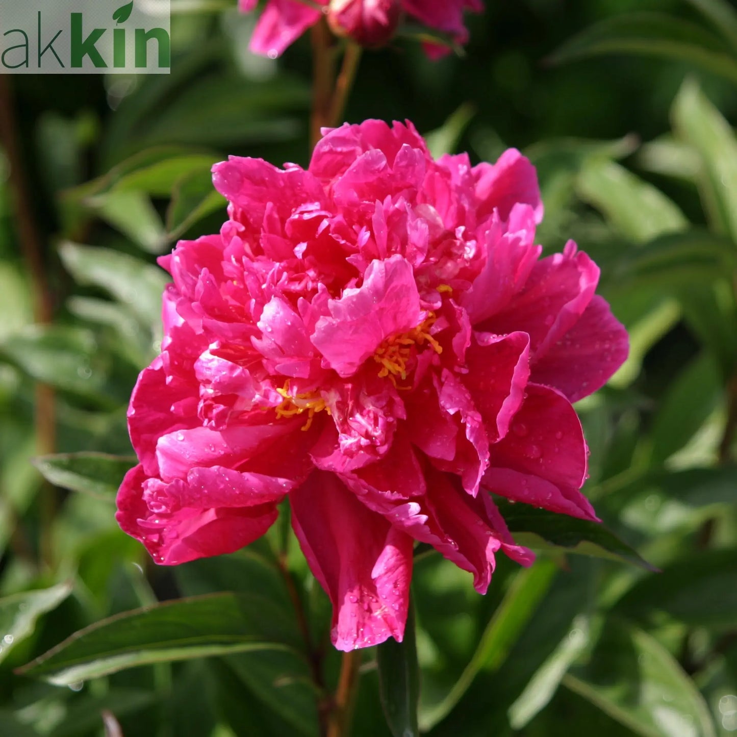 Peony 'Karl Rosenfield' 1L One Click Plants