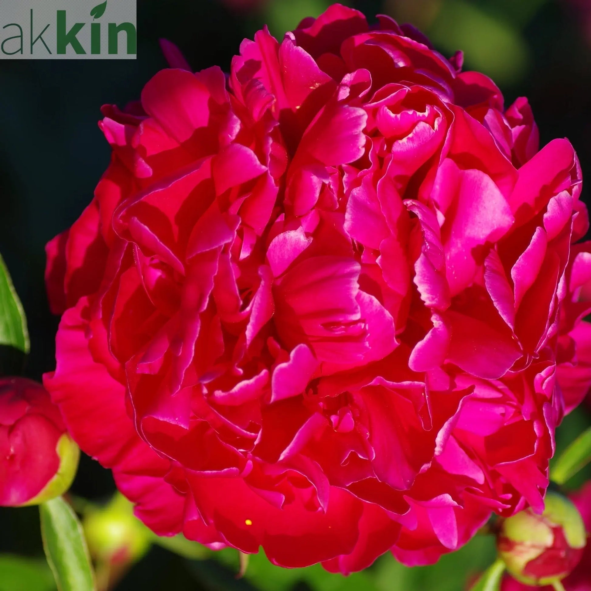 Peony 'Karl Rosenfield' 1L One Click Plants