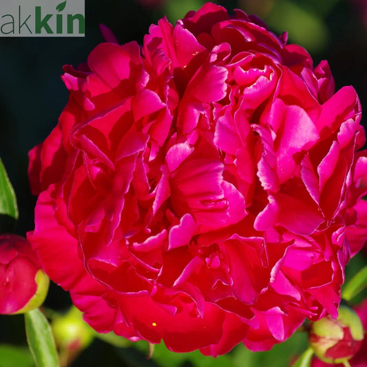 Peony 'Karl Rosenfield' 1L One Click Plants