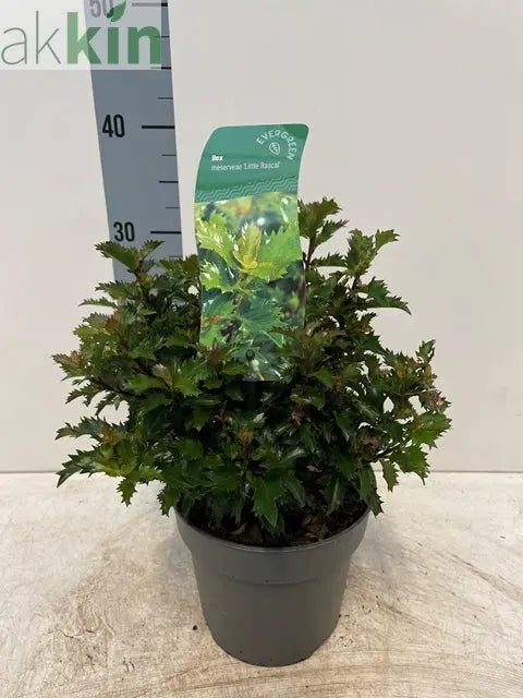 Ilex meserveae 'Little Rascal' Holly 2L One Click Plants