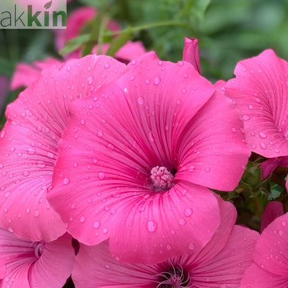Lavatera 'Burgundy Wine' 9cm / 2L / 3L One Click Plants