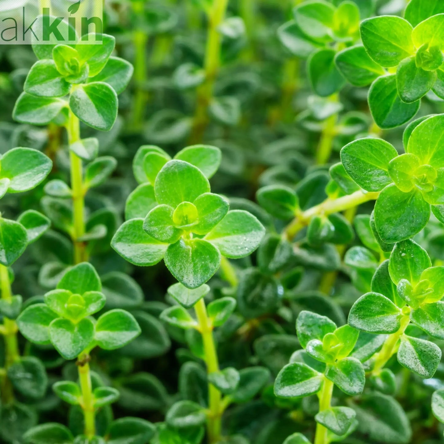 Lemon Thyme (Herb) 9cm One Click Plants