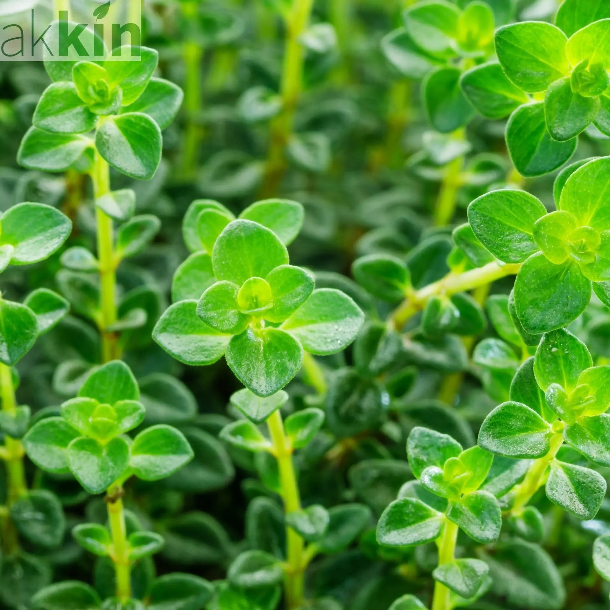 Lemon Thyme (Herb) 9cm One Click Plants