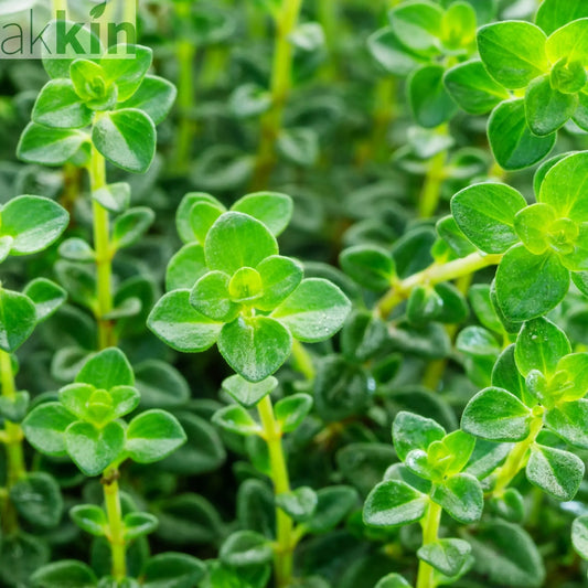 Lemon Thyme (Herb) 9cm One Click Plants