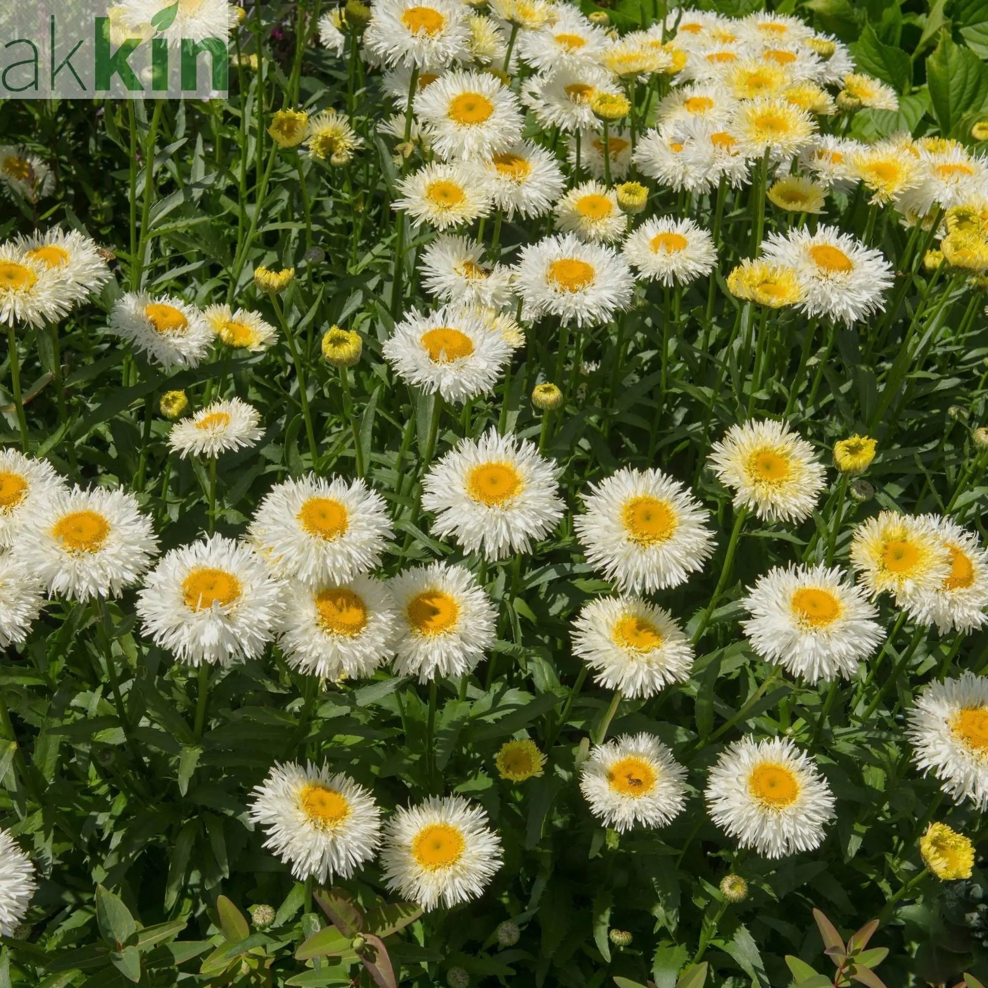Leucanthemum Western Star 'Gemini' 9cm One Click Plants