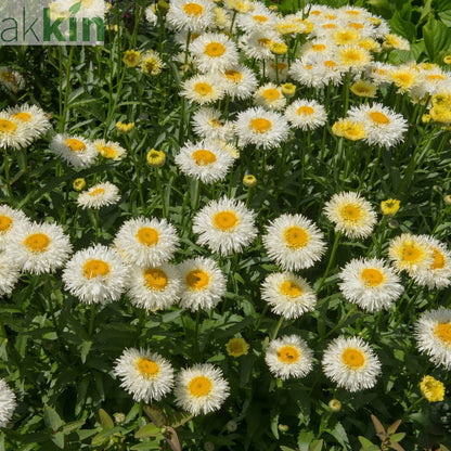 Leucanthemum Western Star 'Gemini' 9cm One Click Plants