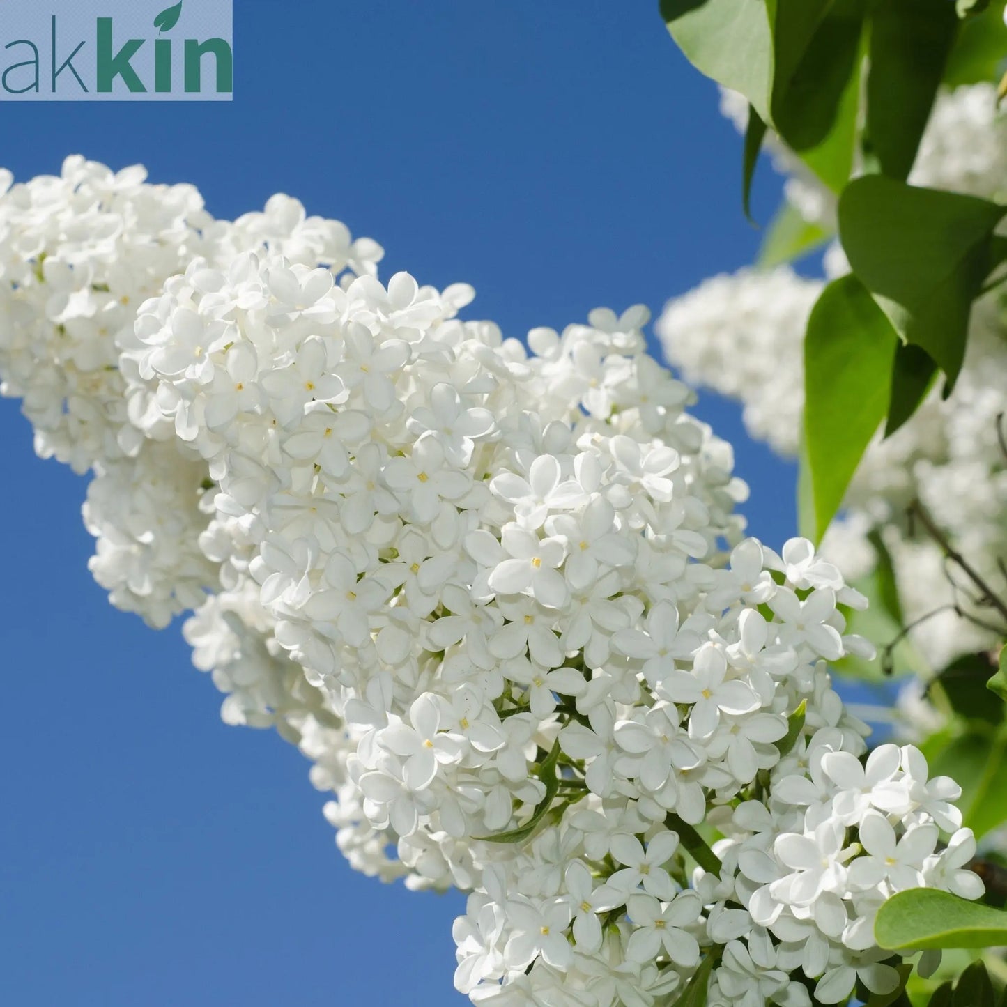 Syringa vulgaris 'Madame Lemoine' (Common Lilac) 2L One Click Plants