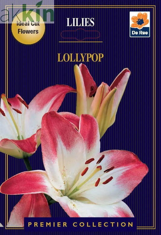 Lily | Lillium Lollypop | 2 Corms One Click Plants