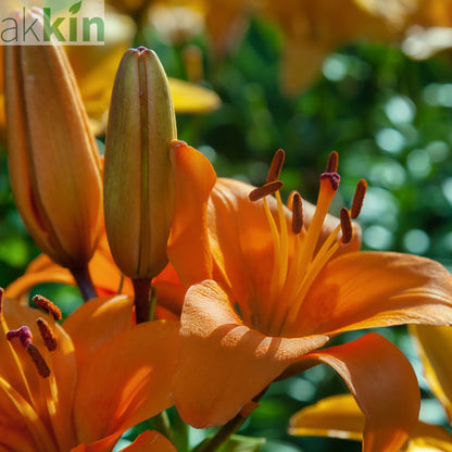 Lilium - Orange Joy (Asiatic Lily) 1L One Click Plants