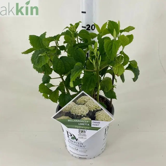 Dwarf Hydrangea arborescens BellaRagazza 'Limetta' 3L One Click Plants