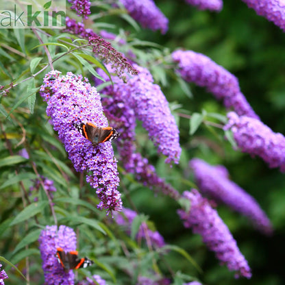 Buddleja 'Butterfly Candy Little Lila' 9cm/1L/3L One Click Plants