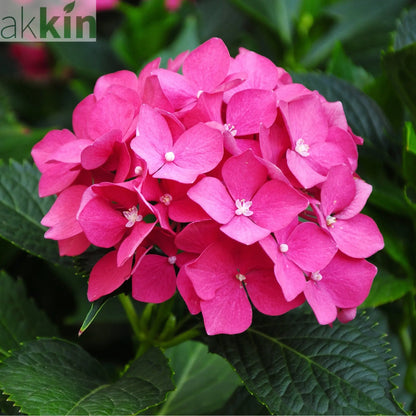 Dwarf Hydrangea | Hydrangea macrophylla 'Little Pink' 2L One Click Plants