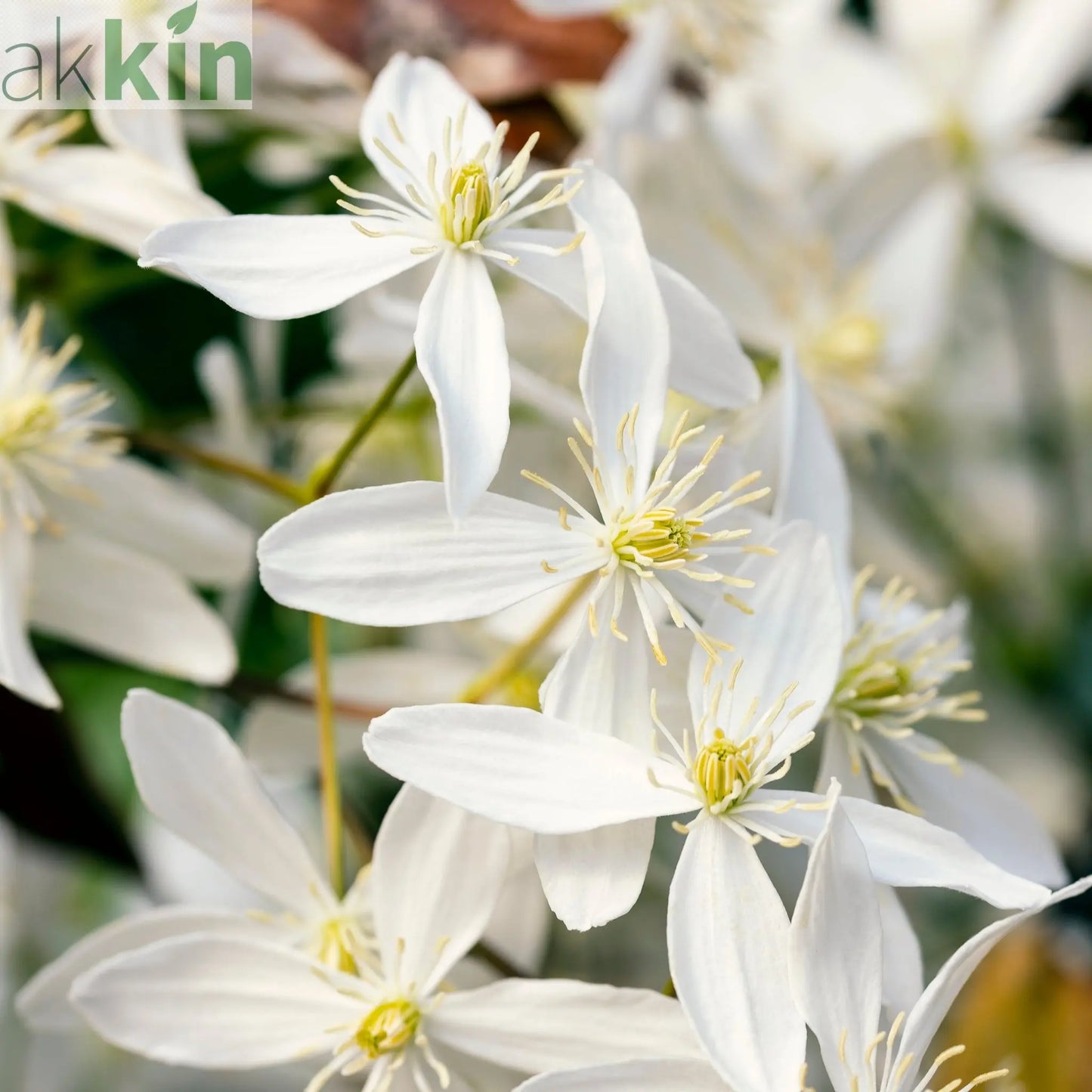 Clematis armandii 'Little White Charm' 1m One Click Plants