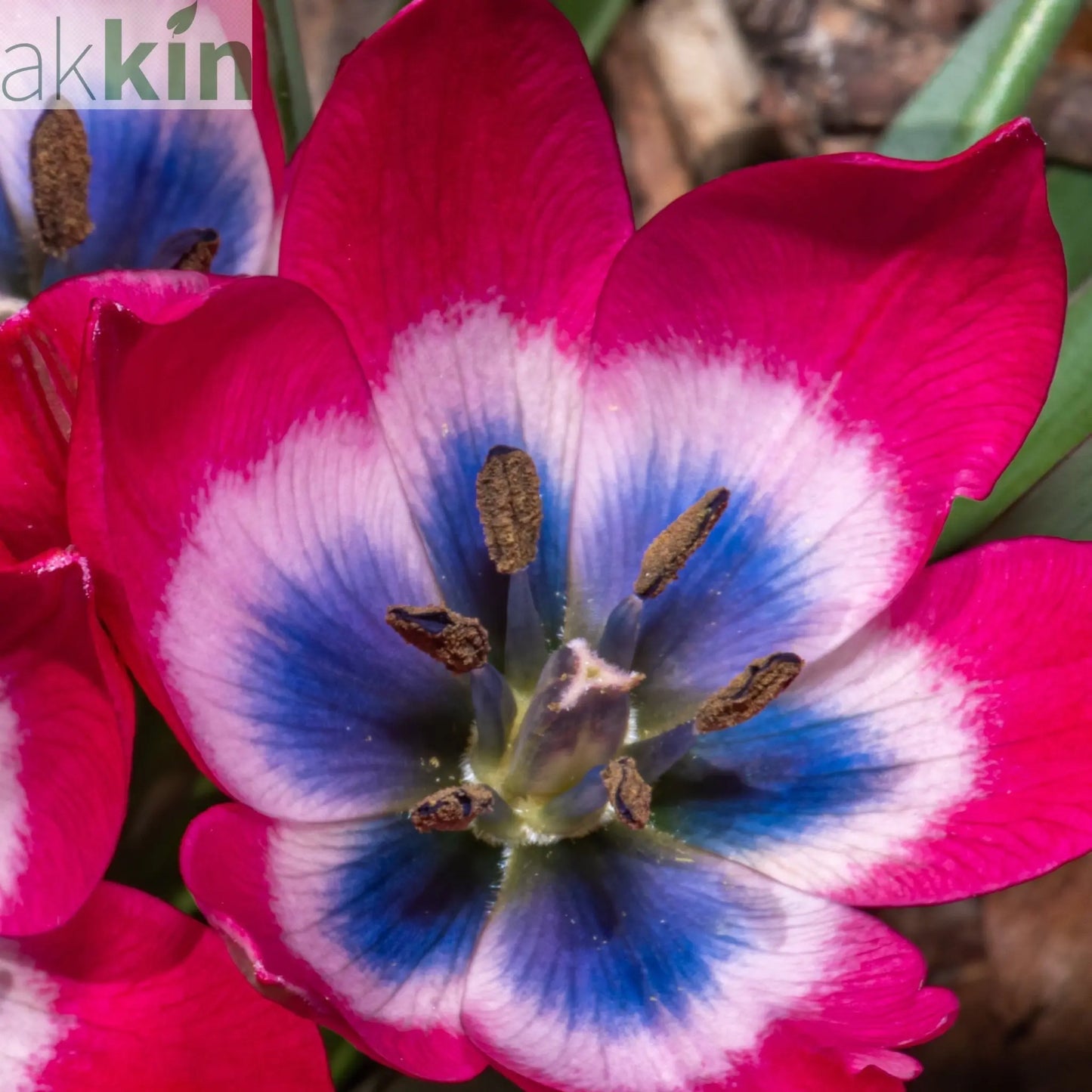 Tulip linifolia 'Little Beauty' (8 Bulbs) One Click Plants