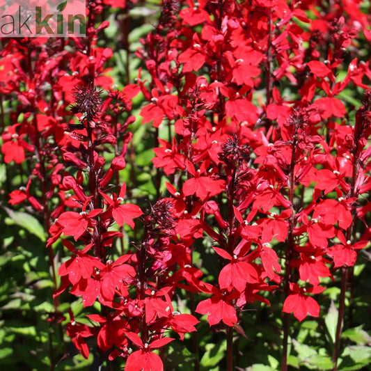 Lobelia cardinalis 'Queen Victoria' 9cm One Click Plants