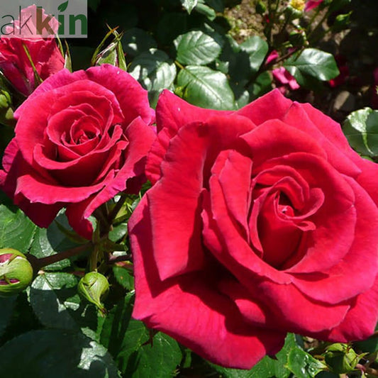 Rose Lovestruck | Floribunda | 4L Potted Rose (PRE ORDER DECEMBER '25) One Click Plants