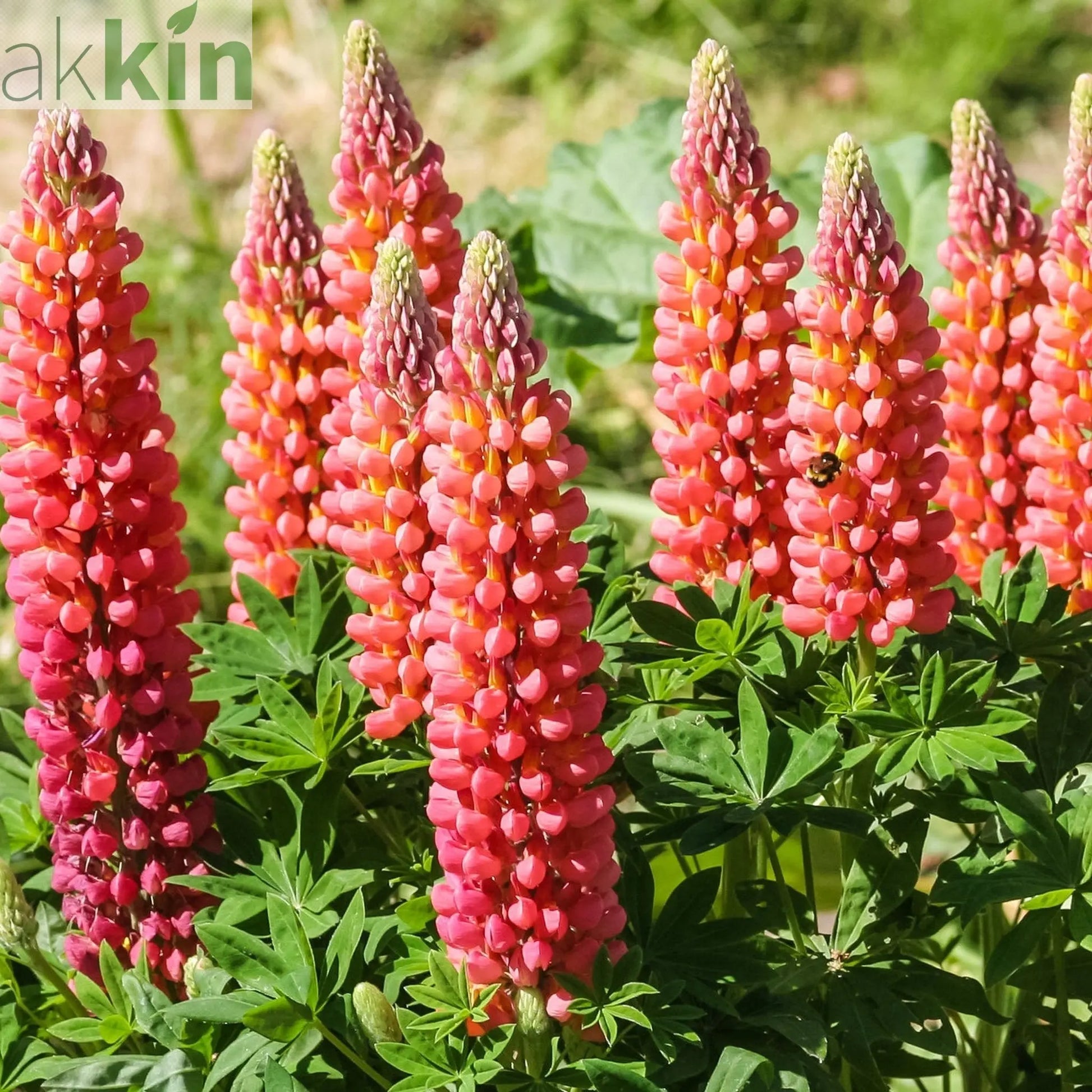 Lupin 'Red shades' 1.5L/3L One Click Plants