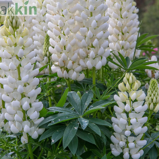 Lupin 'Gallery White' 9cm / 2L One Click Plants