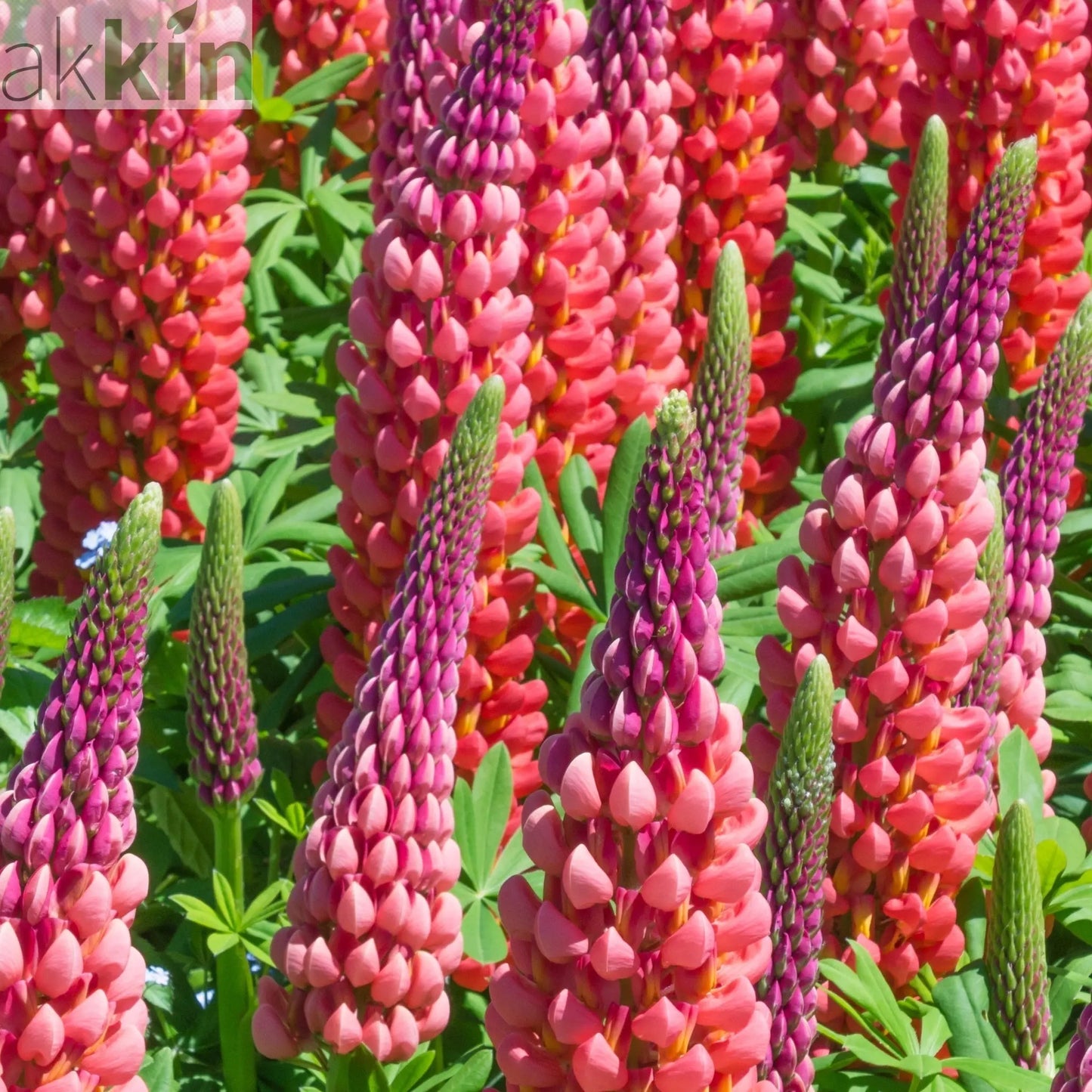 Lupin 'Red shades' 1.5L/3L One Click Plants