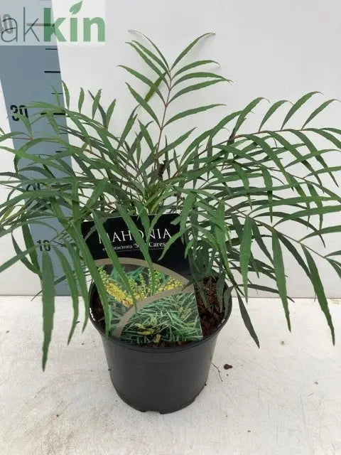 Mahonia 'Soft Caress' 2L One Click Plants
