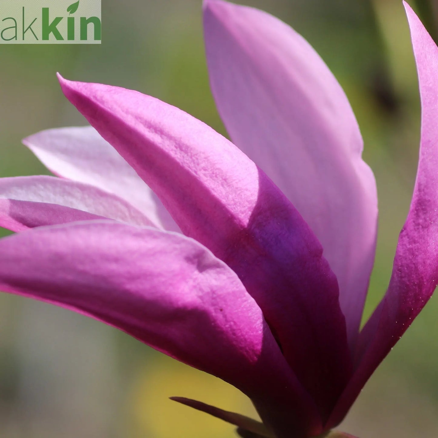 Magnolia 'Betty' 3L One Click Plants