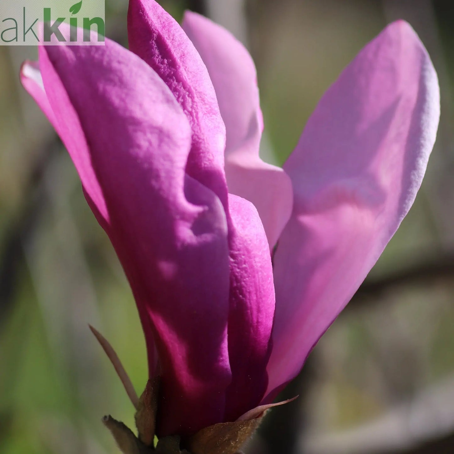 Magnolia 'Betty' 3L One Click Plants