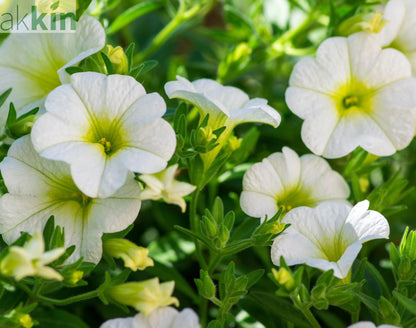 Millionbells White (9cm) Calibrachoa hybrida One Click Plants