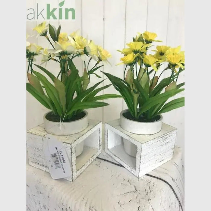 Mini Daffodil in Wooden Frame  Set of 2 AK Kin Garden Supplies