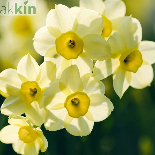 Dwarf Daffodil 'Minnow' (8/18  Bulbs) One Click Plants