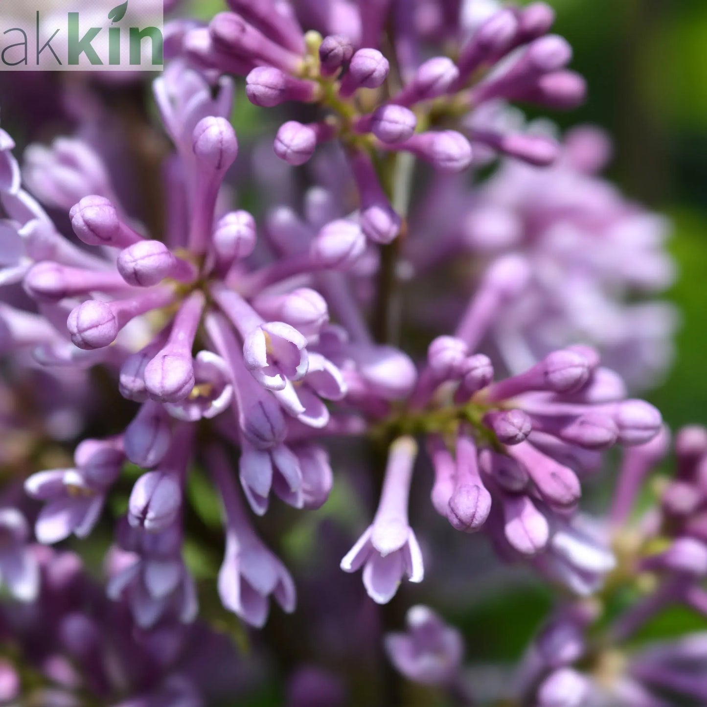Syringa 'Minuet' (Lilac) 5L One Click Plants